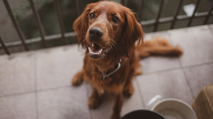 Kein Geld für Hundefutter – Tipps um noch heute Futter zu sichern