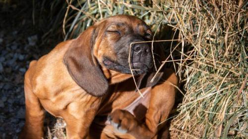 Hund Kratzt Sich Am Maul