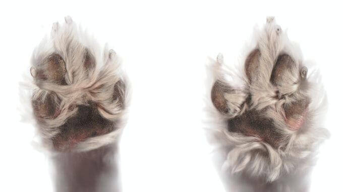 Wie Du ungepflegte Hundepfoten erkennen kannst