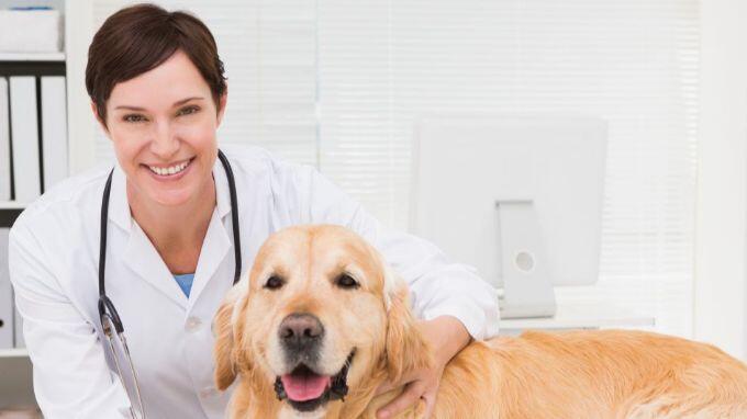 Online Tierarzt-Chat