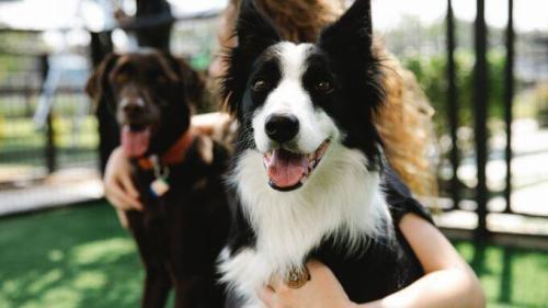 Bindung zum Hund aufbauen & stärken – viele Tipps + 7 Übungen