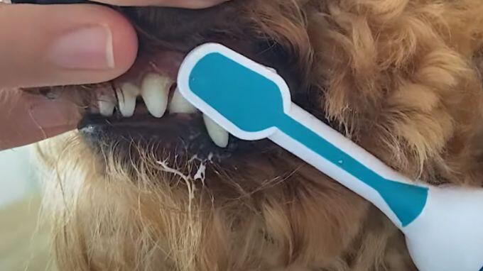 Einfach den Zahnstein beim Hund selbst entfernen