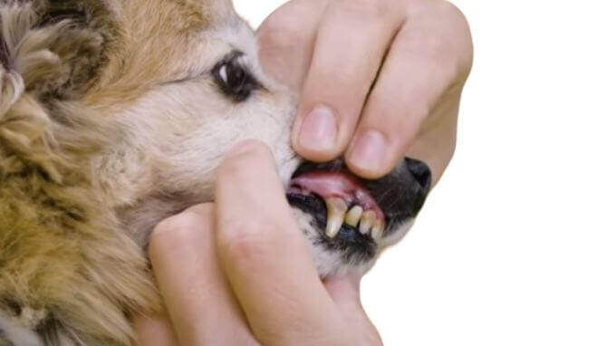 Zahnstein beim Hund entfernen – alles über Zahnsteinentfernung