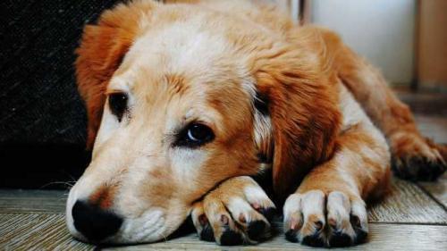 Alter Hund Hat Blut Im Urin hundimundo.com