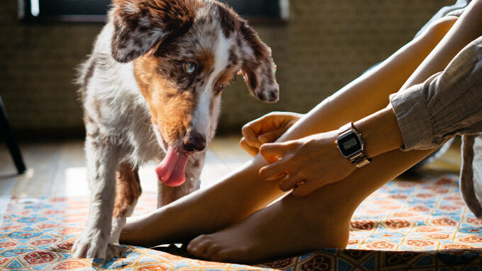 Warum lecken Hunde Menschen an den Füßen? Bedeutung & Hilfe