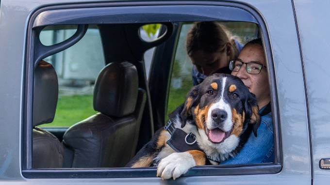 So gewöhnst Du Deinen Hund ans gesicherte Fahren im Auto