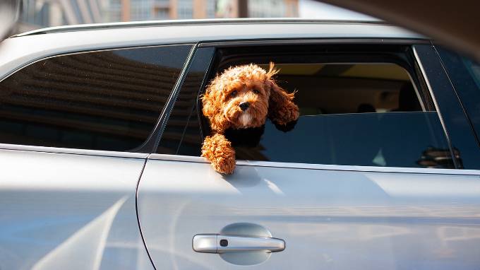 Gesetz und Vorschriften beim Transport von Hunden im Auto