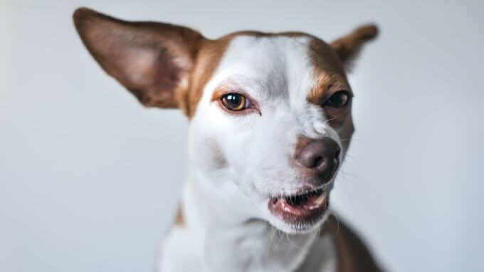 Mein Hund stinkt – was tun? Ursachen & Hausmittel