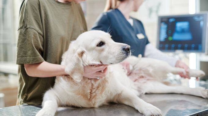 So diagnostiziert der Tierarzt eine Herzerkrankung beim Hunde