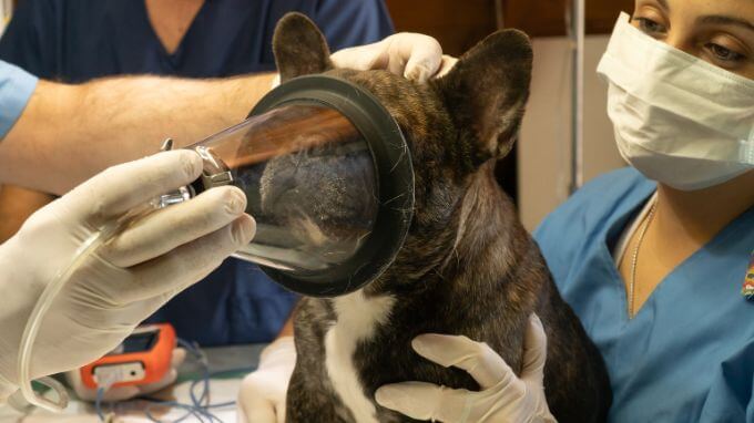 Tierarzt-Therapie bei Herzerkrankungen bei Hunden