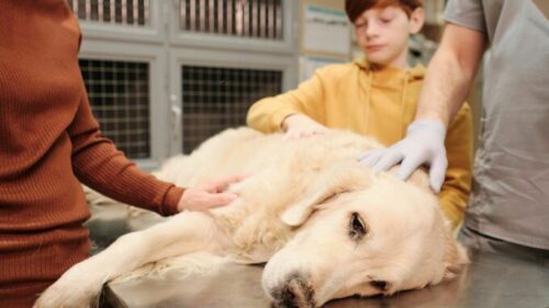 Hund zum Erbrechen bringen - Hilfe bei Fremdkörpern & Gift
