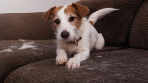 Mein Hund leckt sich ständig im Genitalbereich - warum?