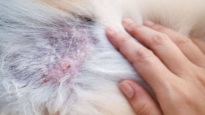 Ursachen für starkes haaren und Haarausfall beim Hund